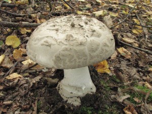 muchomrka ikovit -Amanita strobiliformis 3.jpg