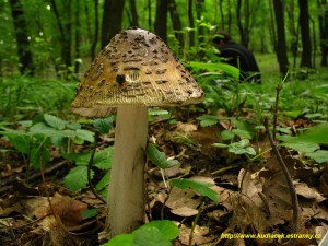 Muchomrka upinat - Amanita ceciliae  (10).JPG