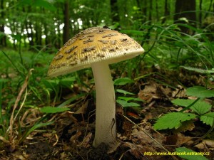 Muchomrka upinat - Amanita ceciliae  (15).JPG