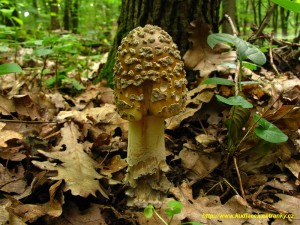 Muchomrka upinat - Amanita ceciliae  (27).JPG