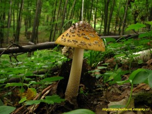 Muchomrka upinat - Amanita ceciliae  (7).JPG