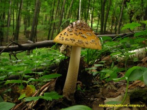 Muchomrka upinat - Amanita ceciliae  (7).JPG