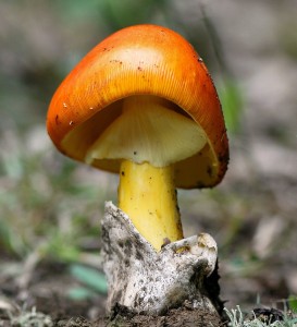 Muchomrka csaka - Amanita caesarea.jpg