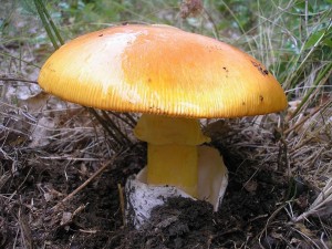Muchomrka csaka 1.jpg