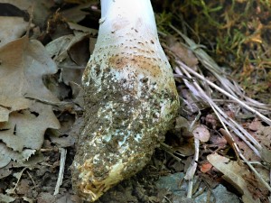 Muchomrka jeohlav - Amanita echinocephala-1.jpg