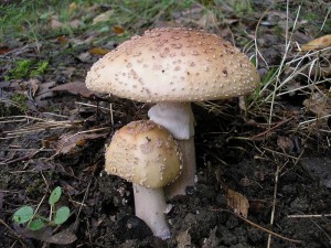 Muchomrka rovka 1.jpg