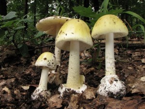 muchomrka zelen-Amanita phalloides.jpg