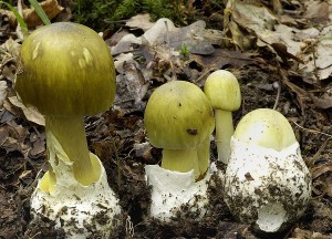 Muchomrka zelen - Amanita phalloides.jpg