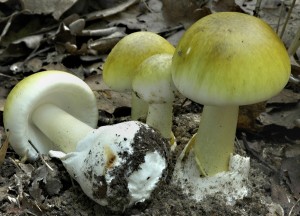 Muchomrka zelen - Amanita phalloides (1).jpg