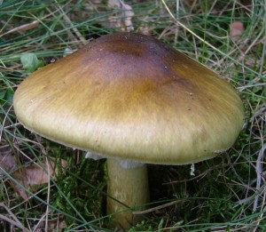 Muchomrka zelen - Amanita phalloides (2).jpg