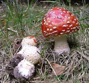 muchomurka_cervena.JPG