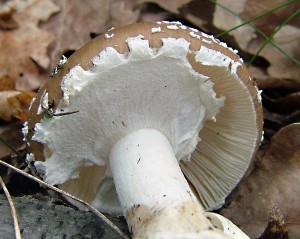 Muchomurka tygrovan - Amanita  pantherina (2).jpg