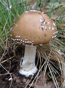 Muchomurka tygrovan - Amanita pantherina (1).jpg