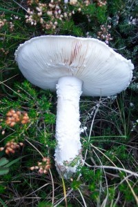 Muchomurka Vittadiniho_2.jpg