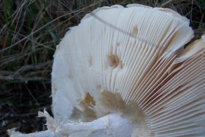 Muchomurka Vittadiniho_3.jpg