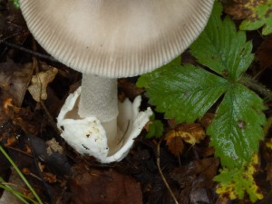 MuchomurkaPosvata3.jpg