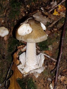 mush 026small.JPG