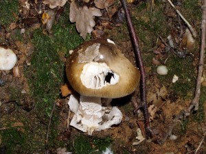 mush 029small.JPG