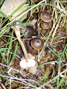 mush 086small.JPG