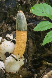 mutinus_caninus_dm_25.jpg