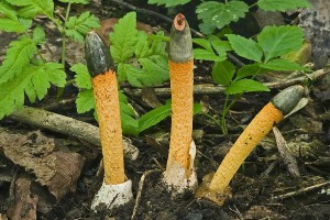 mutinus_caninus_dm_26.jpg