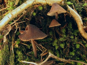 Mycena2.jpg