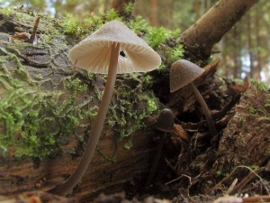 Mycena.jpg