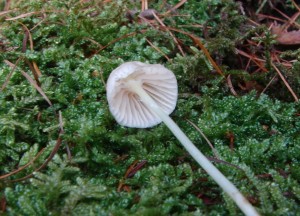 Mycena.JPG