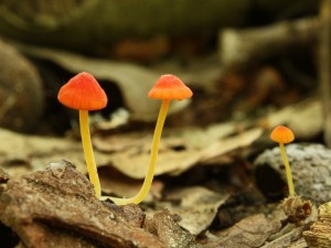 Mycena acicula.jpg