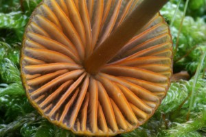 Mycena_aurantiomarginata.02.jpg