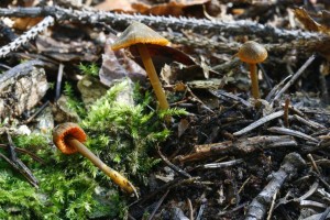 Mycena_aurantiomarginata_1.jpg