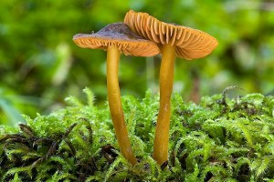 mycena_aurantiomarginata_dm_5.jpg