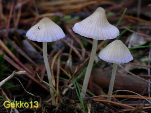 mycena_epipterigia.jpg