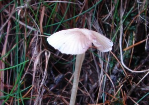 Mycena_epipterygia.JPG