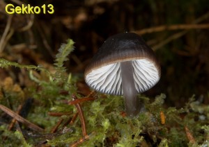 Mycena flos-nivium2.jpg