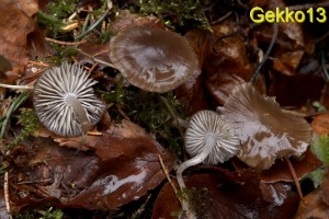 Mycena flos-nivium3.jpg