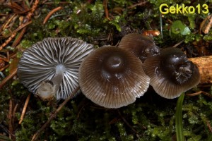Mycena flos-nivium.jpg