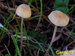 Mycena olivaceomarginata2.jpg