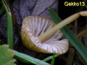 Mycena olivaceomarginata3.jpg