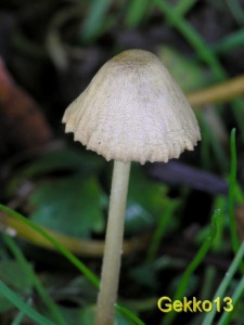 Mycena olivaceomarginata.jpg