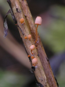 Mycena pterigena2.jpg