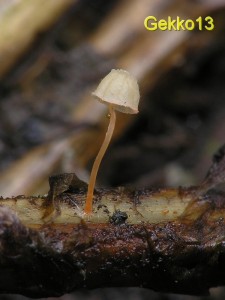 Mycena pterigena3.jpg
