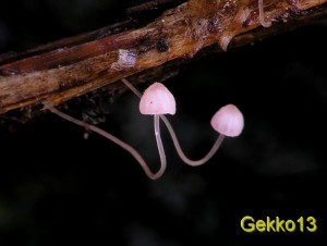 Mycena pterigena4.jpg