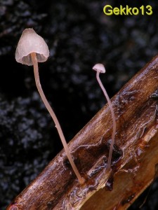 Mycena pterigena5.jpg