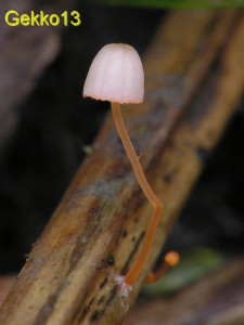 Mycena pterigena.jpg