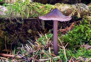 Mycena purpureofusca 8528-9.jpg