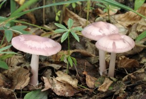 Mycena rosea.jpg