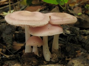 Mycena rosea.jpg