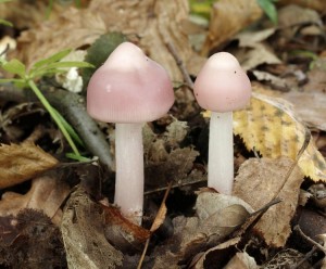 Mycena rosea (2).jpg