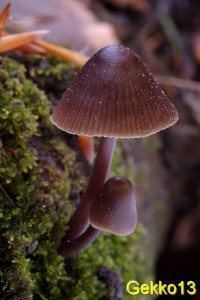 Mycena_silvae-nigrae.jpg